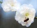 A Bee on the peach flower Royalty Free Stock Photo