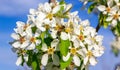 Bee on pear flowers on a background of blue sky Royalty Free Stock Photo