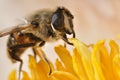 Bee on peony