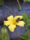 A bee perch on yellow flower for pollination Royalty Free Stock Photo