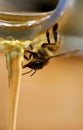 Bee perched atop the rim of a glass filled with honey, taking a sip from the liquid