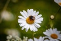 A bee colecting pollen from a daisy flower in late spring Royalty Free Stock Photo