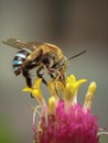 bee busy on flower