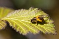 bee perched on the leaf of a bush smeared with pollen. horizontal macro nature photograph of pollinating animals Royalty Free Stock Photo