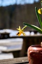 Bee perched on a small yellow potted flower