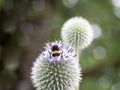 Bee perched on top of a head of a beautiful Ball thistle
