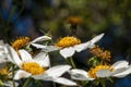 Bee perched on white flower of montanoa grandiflora or tree daisy