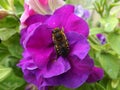 Bee on a Petunia flower