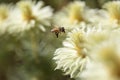 Bee and Phylica pubescens featherhead Royalty Free Stock Photo