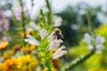 Bee on a Physostegia virginiana pollinates a flower. Macro photography of flowers and insects.