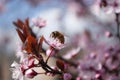 Bee picking nectar, honeydew from sakura flower,first day spring,blooming tree