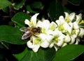 Bee picking nectar and pollinating white flowers Royalty Free Stock Photo