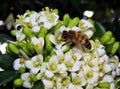 Bee picking nectar and pollinating white flowers Royalty Free Stock Photo