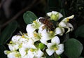 Bee picking nectar and pollinating white flowers Royalty Free Stock Photo