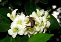 Bee picking nectar and pollinating white flowers Royalty Free Stock Photo