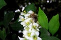 Bee picking nectar and pollinating white flowers Royalty Free Stock Photo