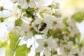 Bee picking pollen from cherry tree flower. Spring background of white cherry blossoms, closeup view Royalty Free Stock Photo