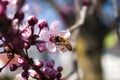 Bee picking sweet honey from flowers of wild plum tree Royalty Free Stock Photo