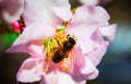 Bee and pink almond flower Close up Royalty Free Stock Photo