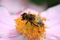 Bee on a pink anemone Royalty Free Stock Photo