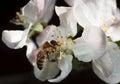 Bee on pink apple flower