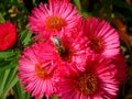 Bee on a pink aster in the garden