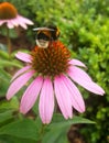 Bee on a Pink Coneflower Royalty Free Stock Photo