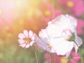 Bee on pink cosmos flower