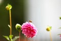 Bee on Pink Dahlia Royalty Free Stock Photo