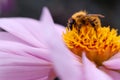 Bee on pink dahlia Royalty Free Stock Photo