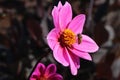 Bee pink dahlia Royalty Free Stock Photo