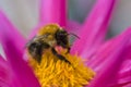 Bee on a Pink Dahlia Royalty Free Stock Photo