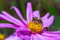 Bee on a pink dahlia flower blossom Royalty Free Stock Photo