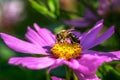 Bee on a pink dahlia flower blossom Royalty Free Stock Photo