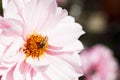 Bee on Pink Dahlia larger dof Royalty Free Stock Photo