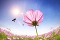 Bee and pink daisies on the sunlight background Royalty Free Stock Photo