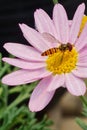 Bee and Pink Daisy Flower