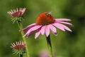 bee on pink echinacea Cheyenne spirit in a urban park Royalty Free Stock Photo