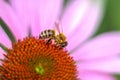 Bee on pink Echinacea purpurea flower. Collection of pollen and nectar. Close-up Royalty Free Stock Photo