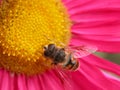 Bee on a pink flower 1 Royalty Free Stock Photo