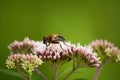 Bee on a pink flower