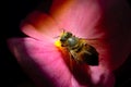Bee with pink flower Royalty Free Stock Photo