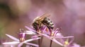 Bee and pink flower Royalty Free Stock Photo
