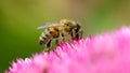 Bee on a pink flower Royalty Free Stock Photo