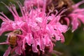 Bee on Pink Flower