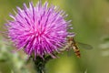 Bee on pink flower Royalty Free Stock Photo