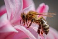 Bee on a pink flower collecting pollen and gathering nectar to p