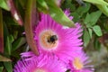 Bee in a pink flower Royalty Free Stock Photo