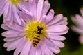 A bee on a pink flower. Macro photo Royalty Free Stock Photo