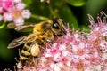 Bee on a pink flower, bee sitting on wild flower, macro photography of a bee Royalty Free Stock Photo